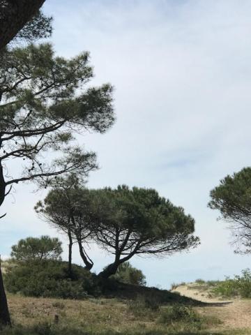 Oh! - La Tamarissière *